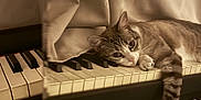 Yuki a rejoint le concours — aidez-le/la à gagner de superbes lots ! cat, tabby, piano, keyboard, curtain, indoor, pet, animal, relaxed, resting, feline, wooden_floor, music_instrument, home, cozy, laying_down, striped, whiskers, paw, quiet