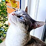 cat, blue_eyes, curious, leaf, window, indoor, close_up, pet, feline, whiskers, fur, animal, nature, brick_wall, greenery, daylight, looking_up, portrait, domestic_cat, soft_light