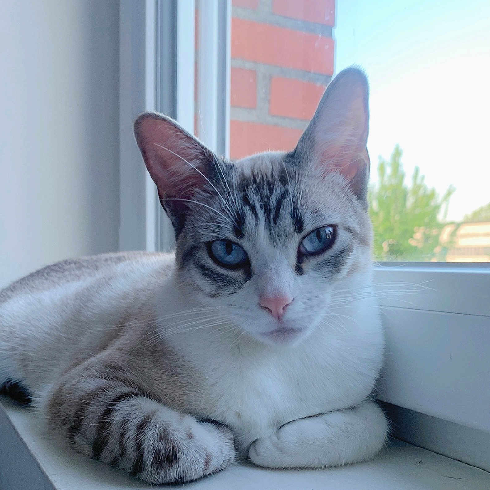 Yuki a rejoint le concours — aidez-le/la à gagner de superbes lots ! animal, blue_eyes, brick_wall, calm, cat, close_up, daylight, domestic_cat, fur, greenery, indoor, pet, pink_nose, portrait, resting, striped, tabby, whiskers, window, window_sill