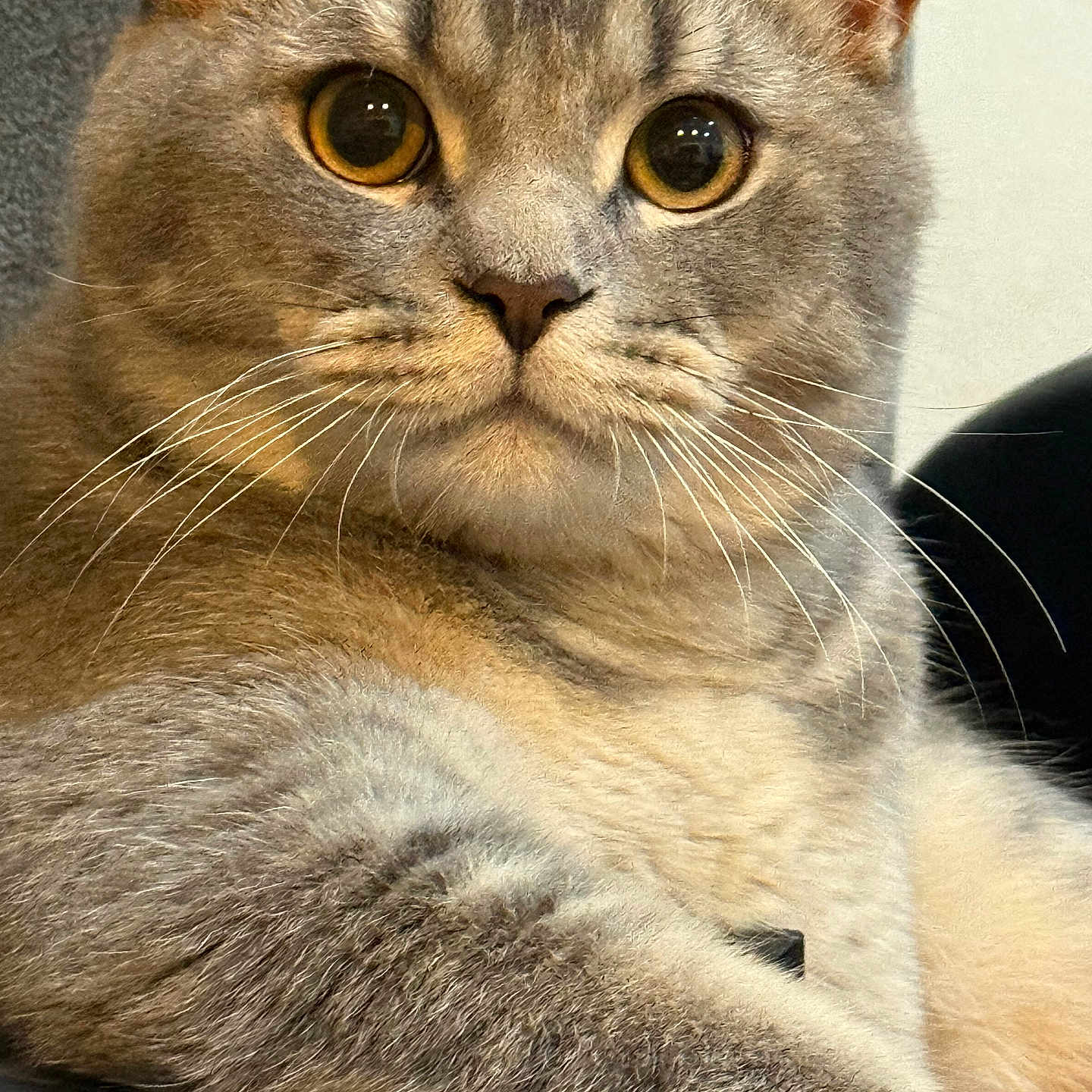 Snowball