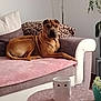 dog, sofa, blanket, cushion, living_room, table, plant, leopard_print, brown_dog, relaxed, indoor, furniture, cozy, pet, home, decor, comfort, resting, canine, domestic