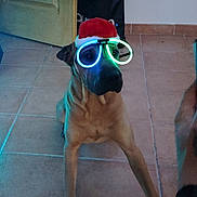 Ulky a rejoint le concours — aidez-le/la à gagner de superbes lots ! dog, santa_hat, glowing_glasses, indoor, tiled_floor, brown_dog, pet, costume, glasses, hat, animal, floor, door, bag, light, wearing, looking, sitting, curious, indoor_lighting