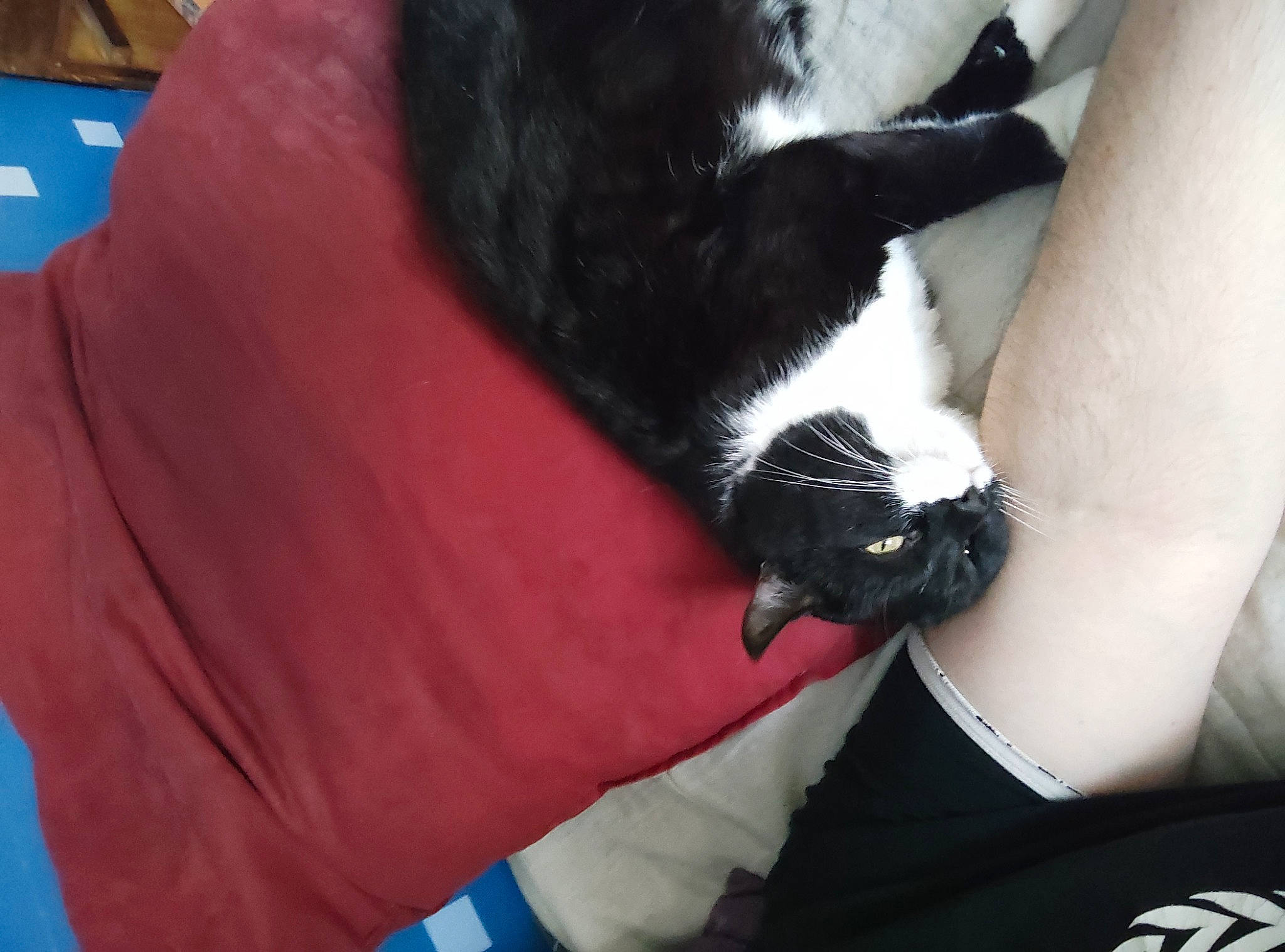 Micky a rejoint le concours — aidez-le/la à gagner de superbes lots ! carmine, carnivore, cat, claw, comfort, domestic_short_haired_cat, elbow, felidae, foot, fur, gesture, human_leg, lap, nail, sleeve, small_to_medium_sized_cats, tail, thigh, whiskers, wrist