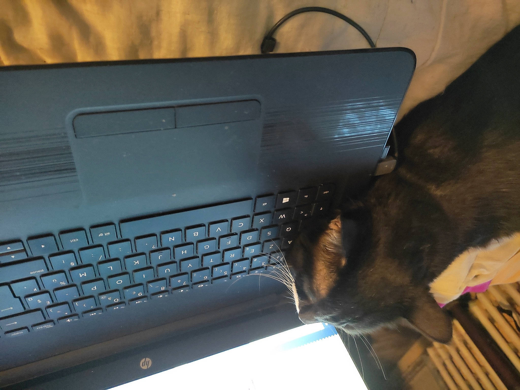 Micky a rejoint le concours — aidez-le/la à gagner de superbes lots ! carnivore, cat, computer, computer_hardware, computer_keyboard, display_device, electronic_device, felidae, gadget, input_device, laptop, netbook, office_equipment, output_device, peripheral, personal_computer, small_to_medium_sized_cats, space_bar, touchpad, whiskers