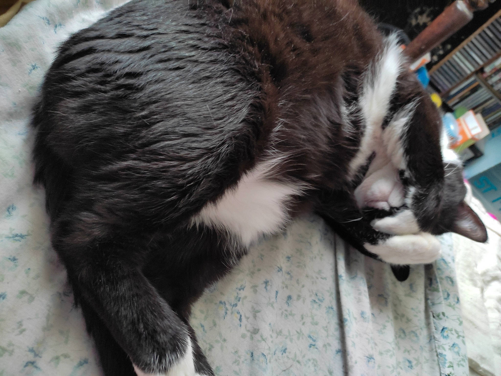 Micky a rejoint le concours — aidez-le/la à gagner de superbes lots ! carnivore, cat, claw, comfort, domestic_short_haired_cat, felidae, fur, natural_material, shelf, small_to_medium_sized_cats, tail, terrestrial_animal, whiskers