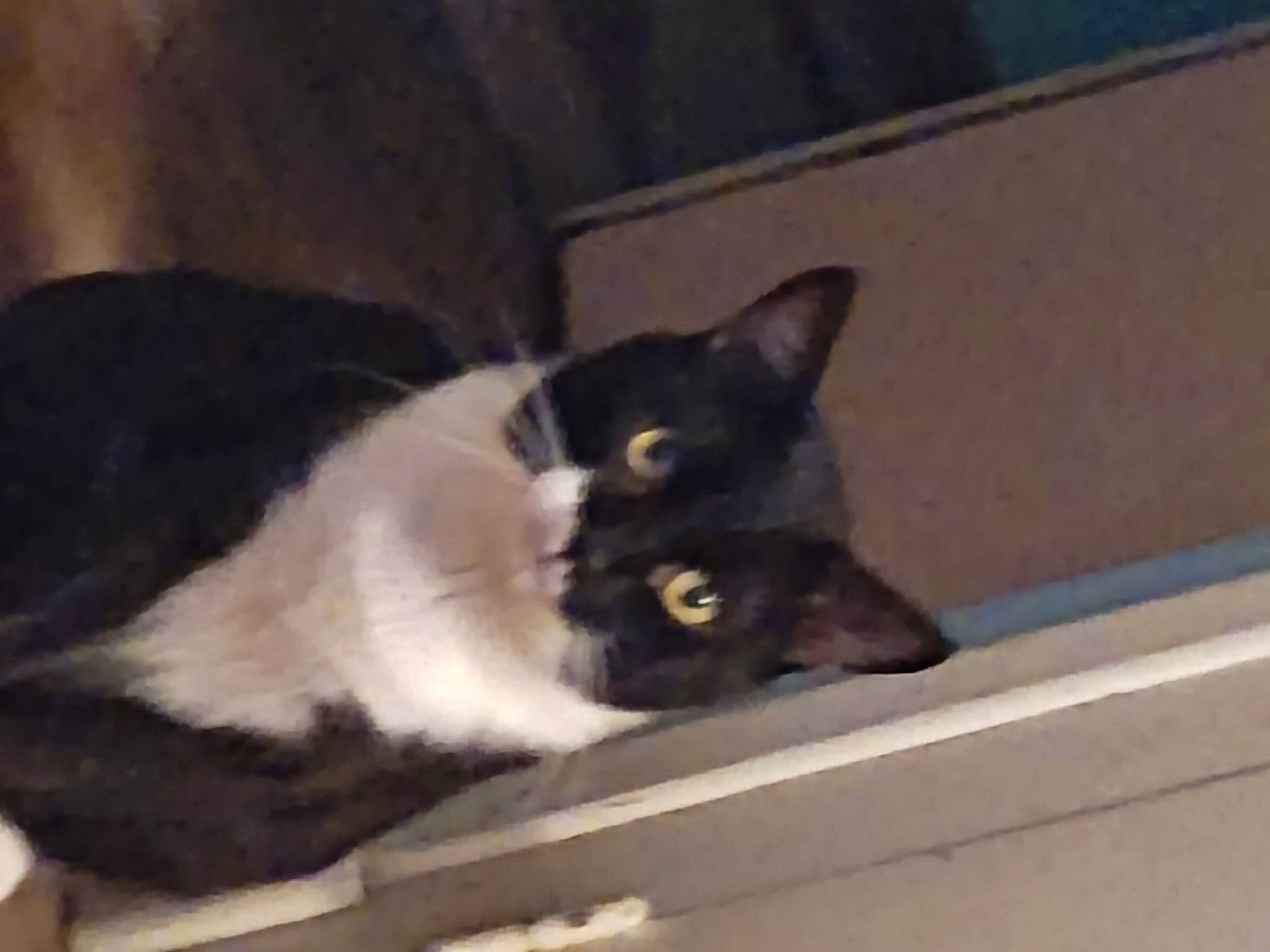 Micky a rejoint le concours — aidez-le/la à gagner de superbes lots ! black_cat, box, carnivore, cat, comfort, domestic_short_haired_cat, eye, felidae, fur, packaging_and_labeling, paw, small_to_medium_sized_cats, snout, tail, whiskers, window, wood