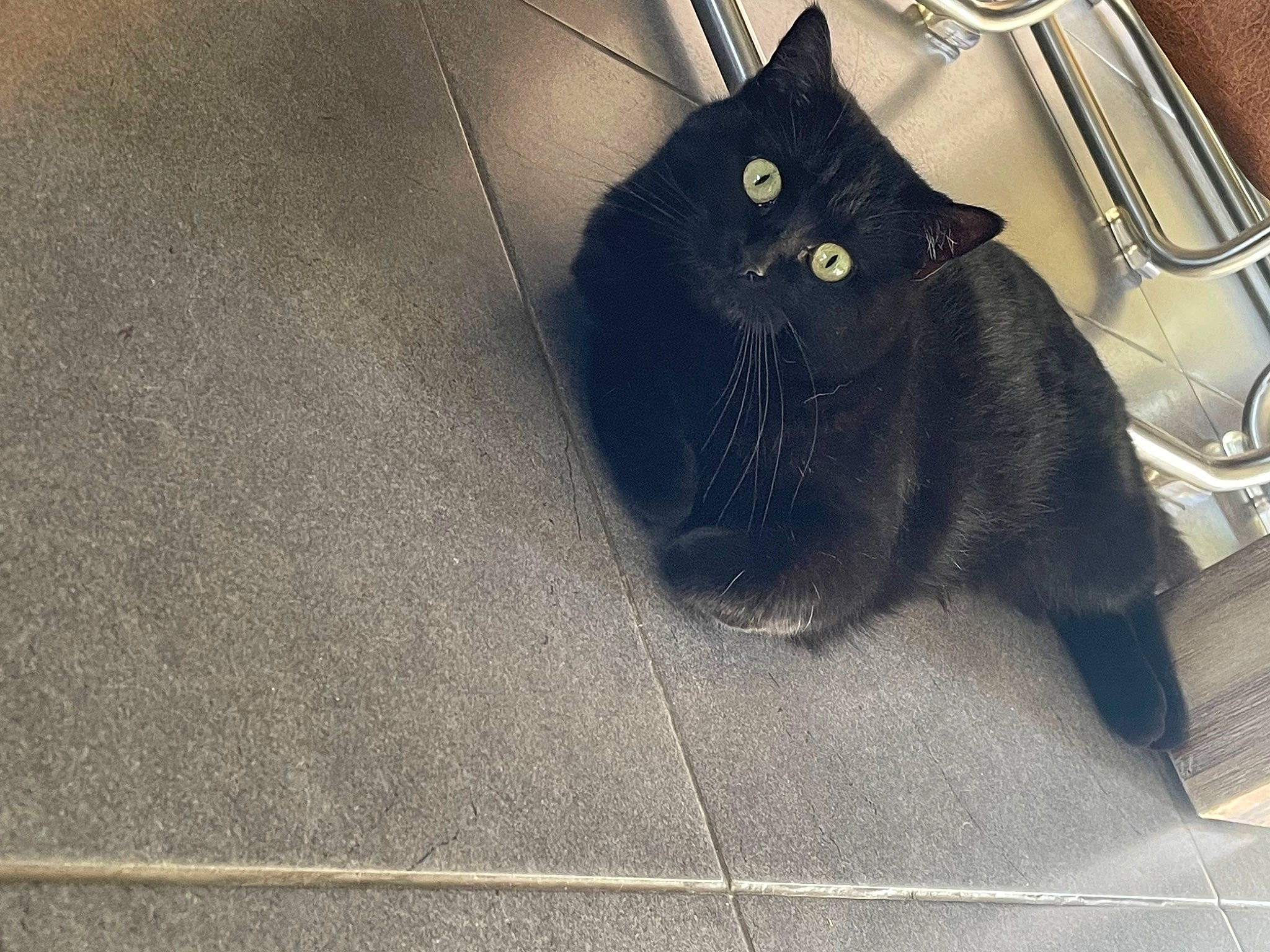 Sakura a rejoint le concours — aidez-le/la à gagner de superbes lots ! auto_part, automotive_tire, bag, black_cat, bombay, carnivore, cat, domestic_short_haired_cat, felidae, floor, flooring, fur, grey, luggage_and_bags, road_surface, small_to_medium_sized_cats, snout, tail, whiskers, wood