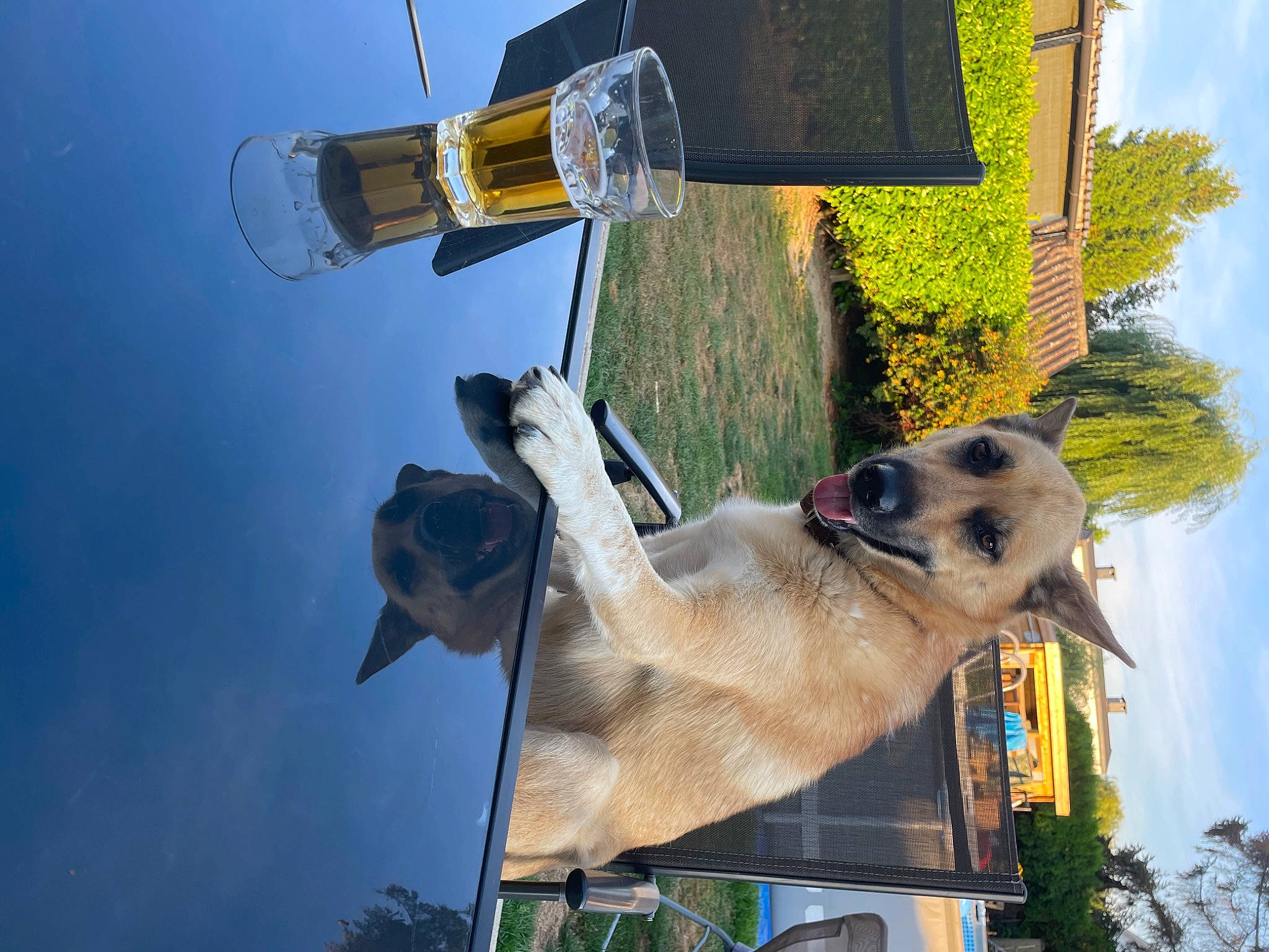 Gordon a rejoint le concours — aidez-le/la à gagner de superbes lots ! automotive_lighting, beer, carnivore, cloud, dog, gas, palm_tree, plant, sky, snout, street_light, terrestrial_animal, tree, water, working_animal