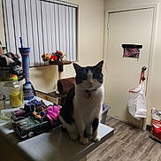 Honey Bunny is registered to the contest to win money with this photo: cat, black_and_white, counter, bottles, toys, door, cat_litter, floor, lamp, plastic_bag, window_blinds, home_interior, kitchen, decorations, collar, pet, indoor, furniture, animal, domestic