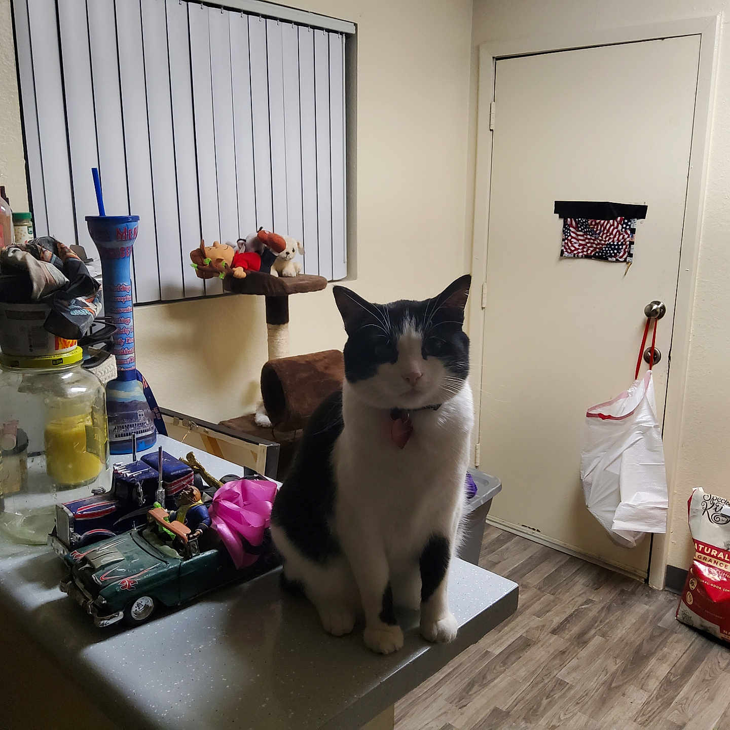 Honey Bunny is registered to the contest to win money with this photo: animal, black_and_white, bottles, cat, cat_litter, collar, counter, decorations, domestic, door, floor, furniture, home_interior, indoor, kitchen, lamp, pet, plastic_bag, toys, window_blinds