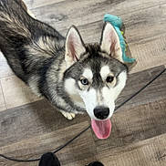 Hallow joined the competition — help win amazing prizes! husky, dog, pet, floor, wooden_floor, toy, dinosaur_toy, heterochromia, tongue_out, looking_up, black_shoes, pants, indoor, animal, canine, playful, cute, young_dog, standing, happy