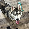 husky, dog, pet, floor, wooden_floor, toy, dinosaur_toy, heterochromia, tongue_out, looking_up, black_shoes, pants, indoor, animal, canine, playful, cute, young_dog, standing, happy