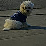 Bennie joined the competition — help win amazing prizes! dog, white_dog, fluffy, sitting, blue_shirt, sidewalk, outdoor, pavement, curious, pet, animal, small_dog, fur, canine, street, daylight, alone, looking, casual, quiet