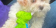 Bennie joined the competition — help win amazing prizes! puppy, dog, curly_fur, white_dog, plush_toy, green_toy, lap, person, purple_clothing, blue_jeans, car_interior, seat, hand, cute, pet, indoor, closeup, soft_texture, relaxed, cozy