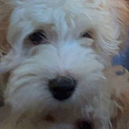 Bennie is registered to the contest to win money with this photo: dog, closeup, fluffy, white, pet, animal, cuddle, face, fur, cute, indoors, companion, friendship, animal_face, mammal, portrait, fuzzy, two_dogs, domestic_animal, canine