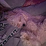 Bennie joined the competition — help win amazing prizes! dog, sleeping, curly_fur, pet, cozy, indoor, resting, blanket, human, sweatshirt, closeup, fur, snuggling, comfort, relaxation, animal, cute, soft, purple_light, couch