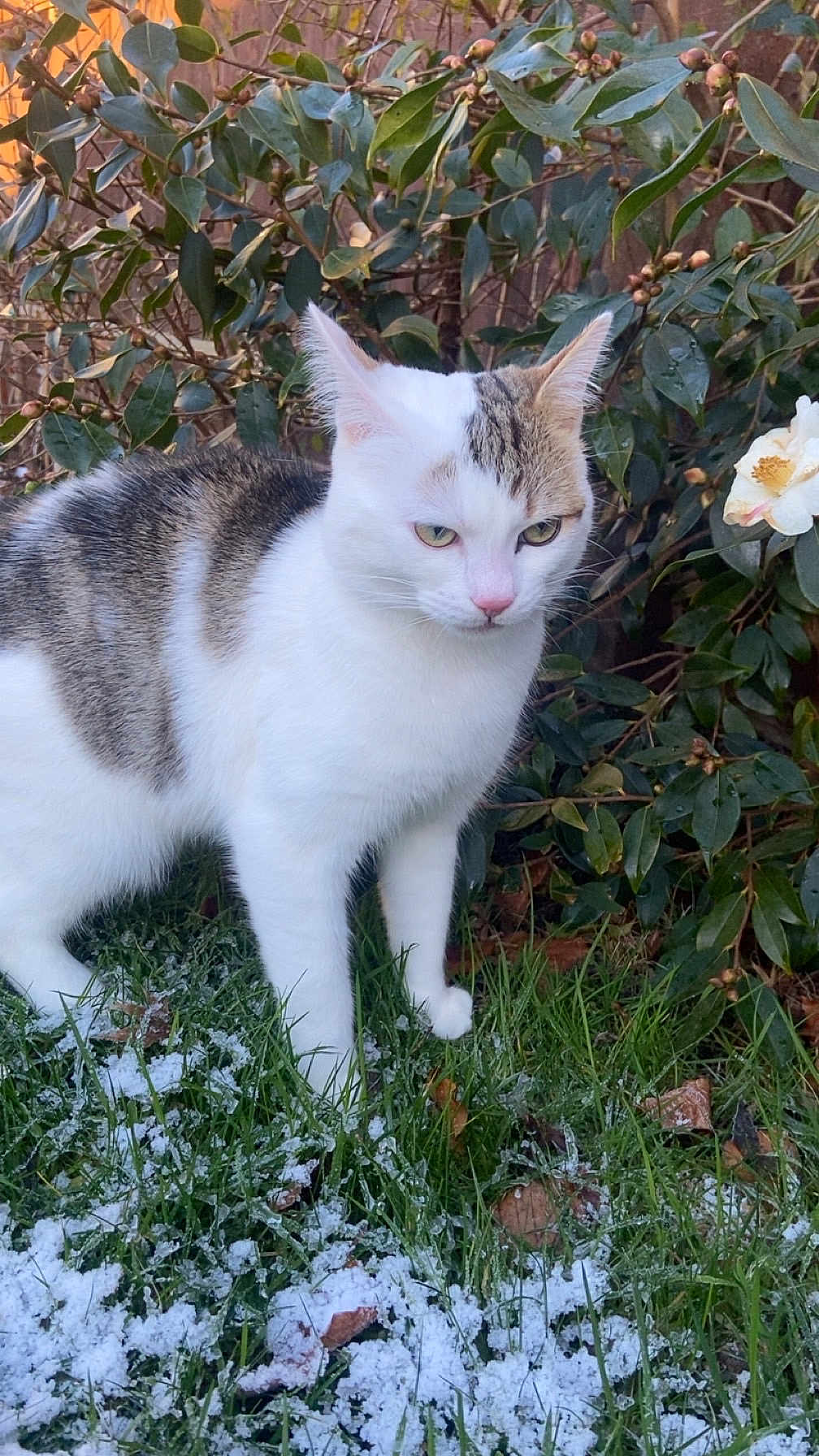 Crackers joined the competition — help win amazing prizes! cat, tabby_cat, white_cat, grass, snow, greenery, bush, flower, outdoor, nature, pet, animal, leaf, winter, feline, closeup, mammal, plant, garden, curious