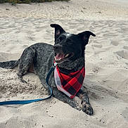 Jax is registered to the contest to win money with this photo: dog, beach, sand, bandana, leash, outdoor, nature, happy, pet, canine, smiling, black, white, speckled, fur, trees, bushes, cloudy_sky, resting, animal
