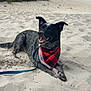 dog, beach, sand, bandana, leash, outdoor, nature, happy, pet, canine, smiling, black, white, speckled, fur, trees, bushes, cloudy_sky, resting, animal
