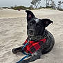 dog, sand, beach, bandana, red, black, gray, outdoor, canine, animal, nature, leash, trees, foggy, landscape, relaxing, pet, portrait, quiet, curious