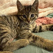 Scarlett is registered to the contest to win money with this photo: kitten, tabby, cat, pet, animal, fur, whiskers, ears, eyes, paw, resting, indoor, blanket, soft, cute, young, feline, striped, cozy, relaxed