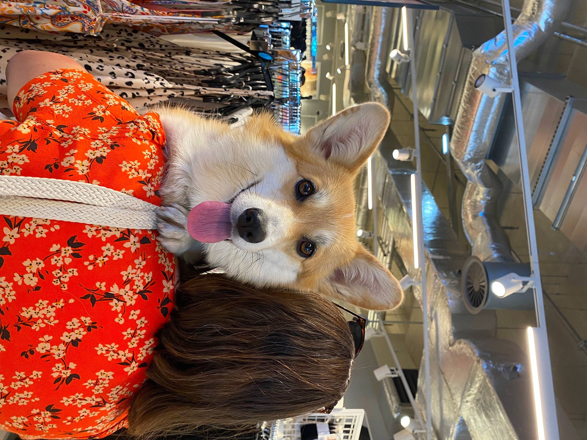 Sweety a rejoint le concours — aidez-le/la à gagner de superbes lots ! carnivore, companion_dog, corgi_chihuahua, costume, dog, dog_breed, dog_clothes, dog_supply, event, fashion_accessory, fawn, fur, holiday, pomeranian, snout, spitz, sporting_group, toy_dog, tree, whiskers