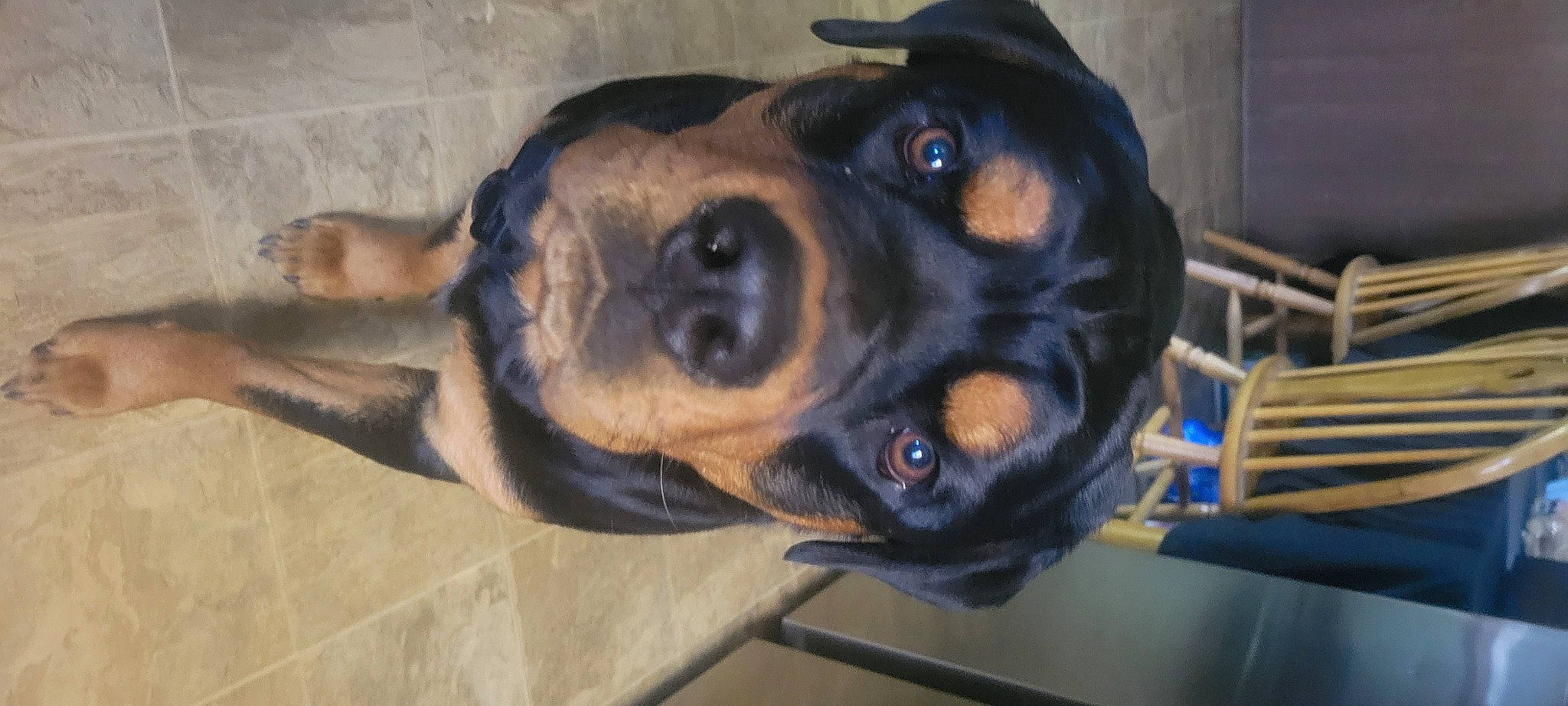 Reign joined the competition — help win amazing prizes! canidae, carnivore, chair, companion_dog, dog, dog_breed, ear, fawn, fur, guard_dog, hunting_dog, jaw, paw, puppy, snout, sporting_group, terrestrial_animal, whiskers, working_animal, working_dog