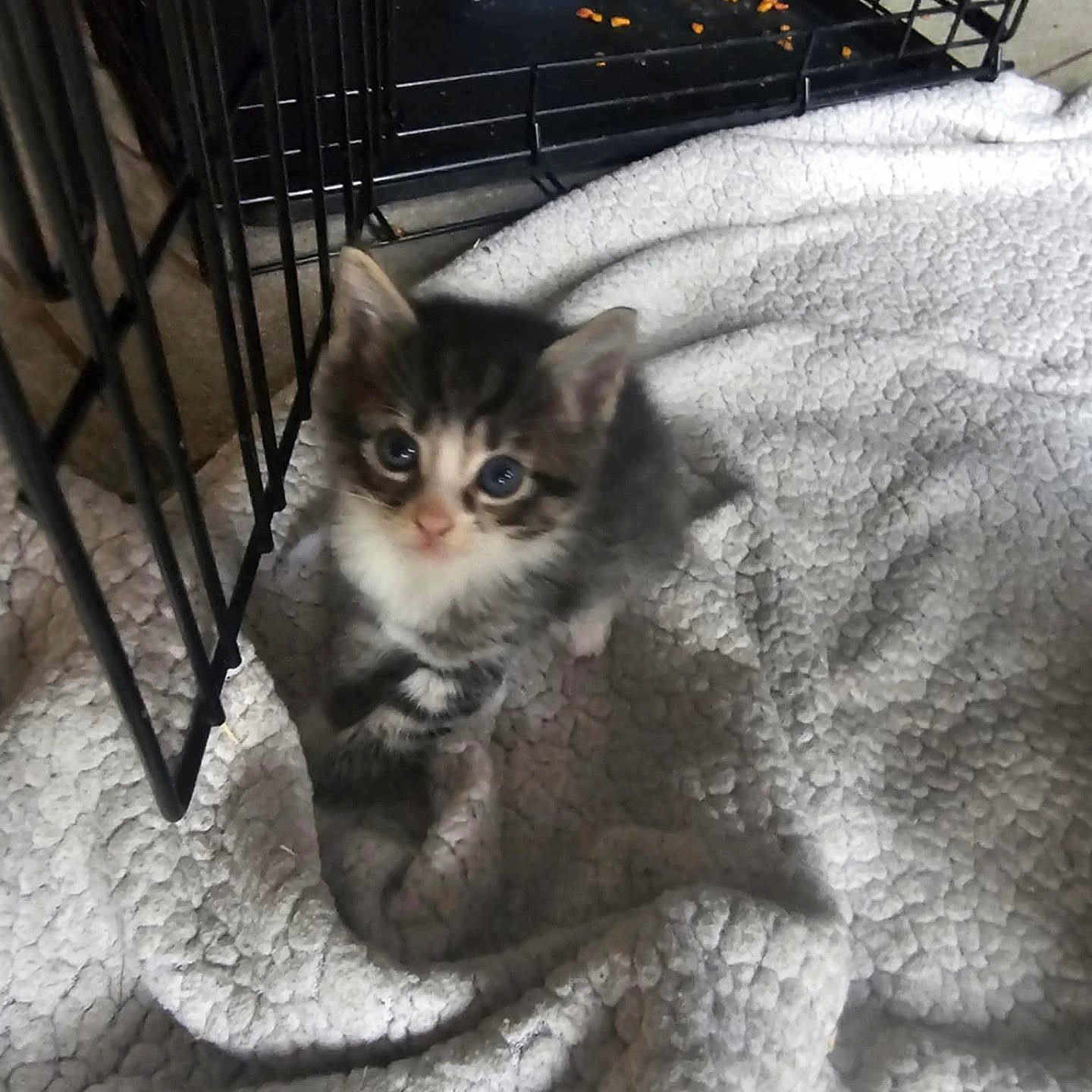 Callie is registered to the contest to win money with this photo: abyssinian, animal, architecture, blanket, building, cat, clothing, crib, den, doghouse, footwear, furniture, indoors, infantbed, kennel, kitten, manx, outdoors, pet, shoe