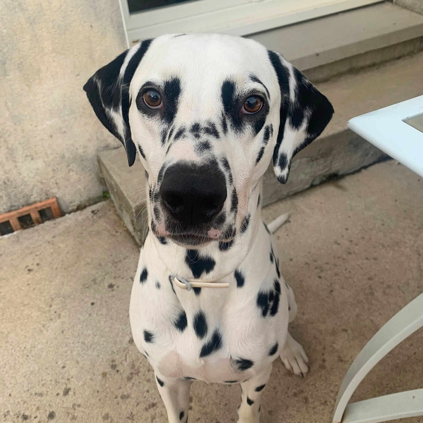 Pongo participe au concours pour gagner de l'argent avec cette photo : animal, canine, dalmatian, dog, pet, puppy