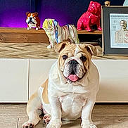Charlie participe au concours pour gagner de l'argent avec cette photo : animal, art, brown_fur, bulldog, cabinet, cute, decor, dog, figurine, floor, home_interior, indoor, mammal, pet, portrait, purple_light, sitting, tongue_out, white_fur, wooden_floor