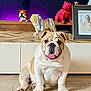animal, art, brown_fur, bulldog, cabinet, cute, decor, dog, figurine, floor, home_interior, indoor, mammal, pet, portrait, purple_light, sitting, tongue_out, white_fur, wooden_floor
