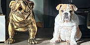 Charlie participe au concours pour gagner de l'argent avec cette photo : animal, artistic, bronze, bulldog, companion, contrast, cute, decor, dog, floor, home, indoor, pet, portrait, puppy, shadow, sitting, statue, sunlight, wood_floor