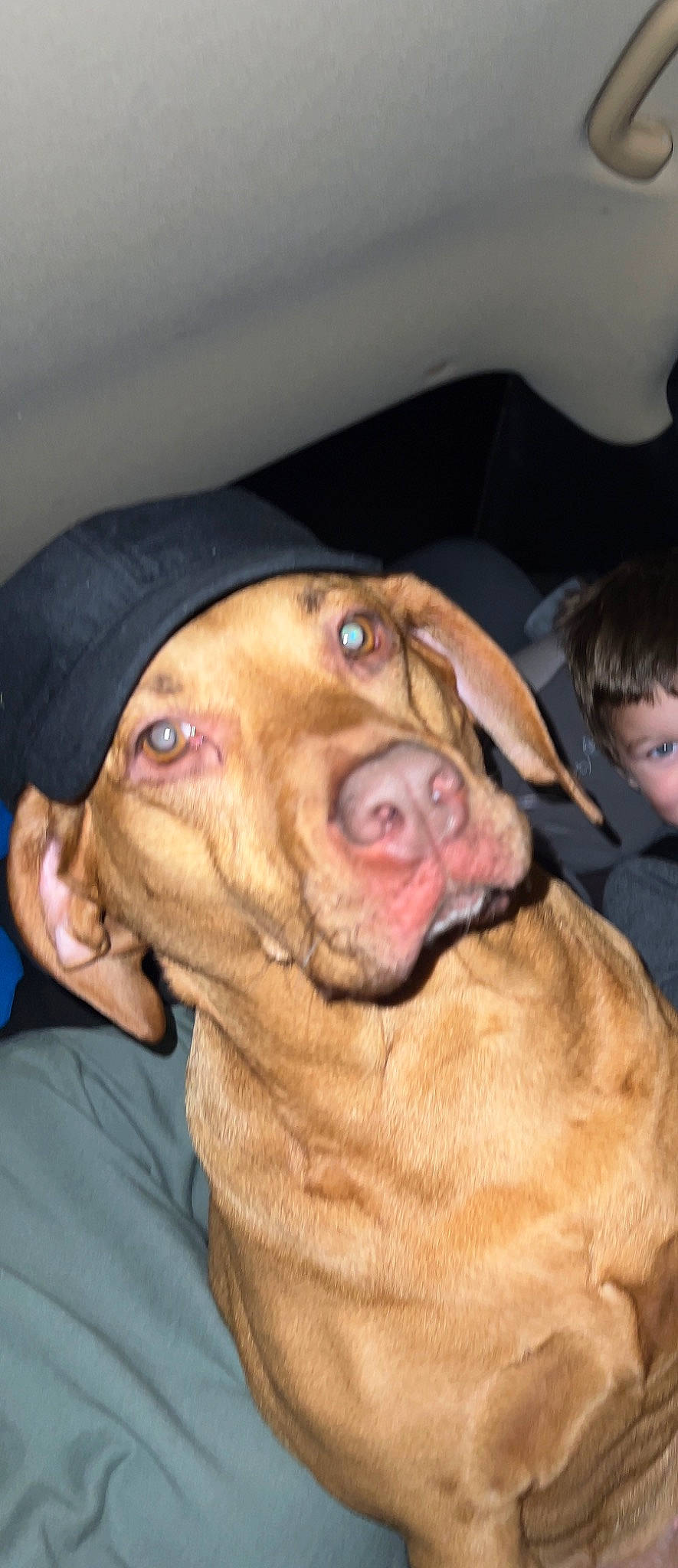 Hennessy joined the competition — help win amazing prizes! canidae, carnivore, companion_dog, dog, dog_breed, ear, fawn, fun, fur, hat, jaw, liver, nose, pleased, selfie, snout, sporting_group, whiskers, working_animal, wrinkle