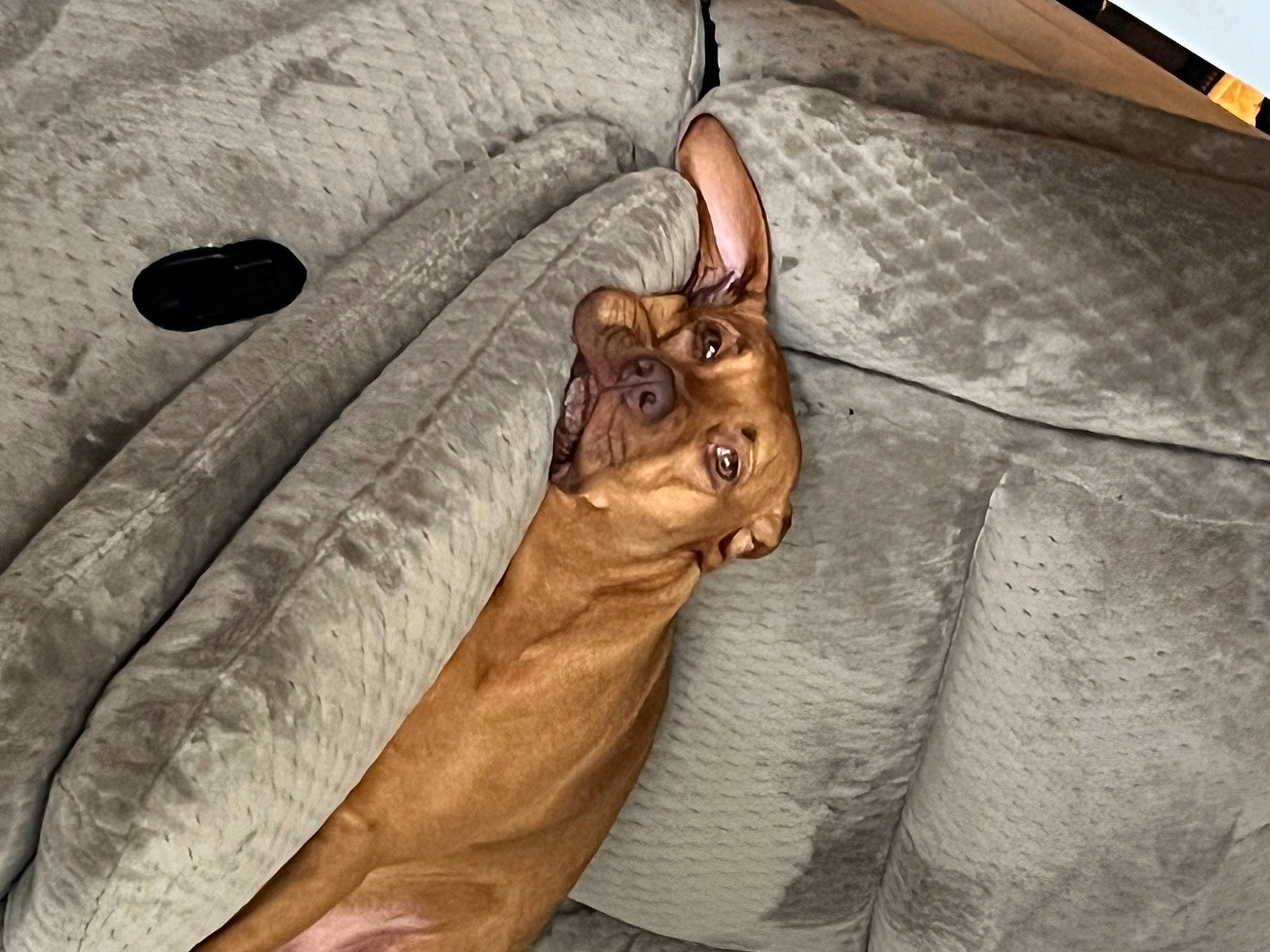 Hennessy joined the competition — help win amazing prizes! bedding, brown, canidae, carnivore, cat, comfort, dog_breed, domestic_short_haired_cat, fawn, felidae, fur, grey, linens, liver, small_to_medium_sized_cats, snout, tail, whiskers, wildlife, wood