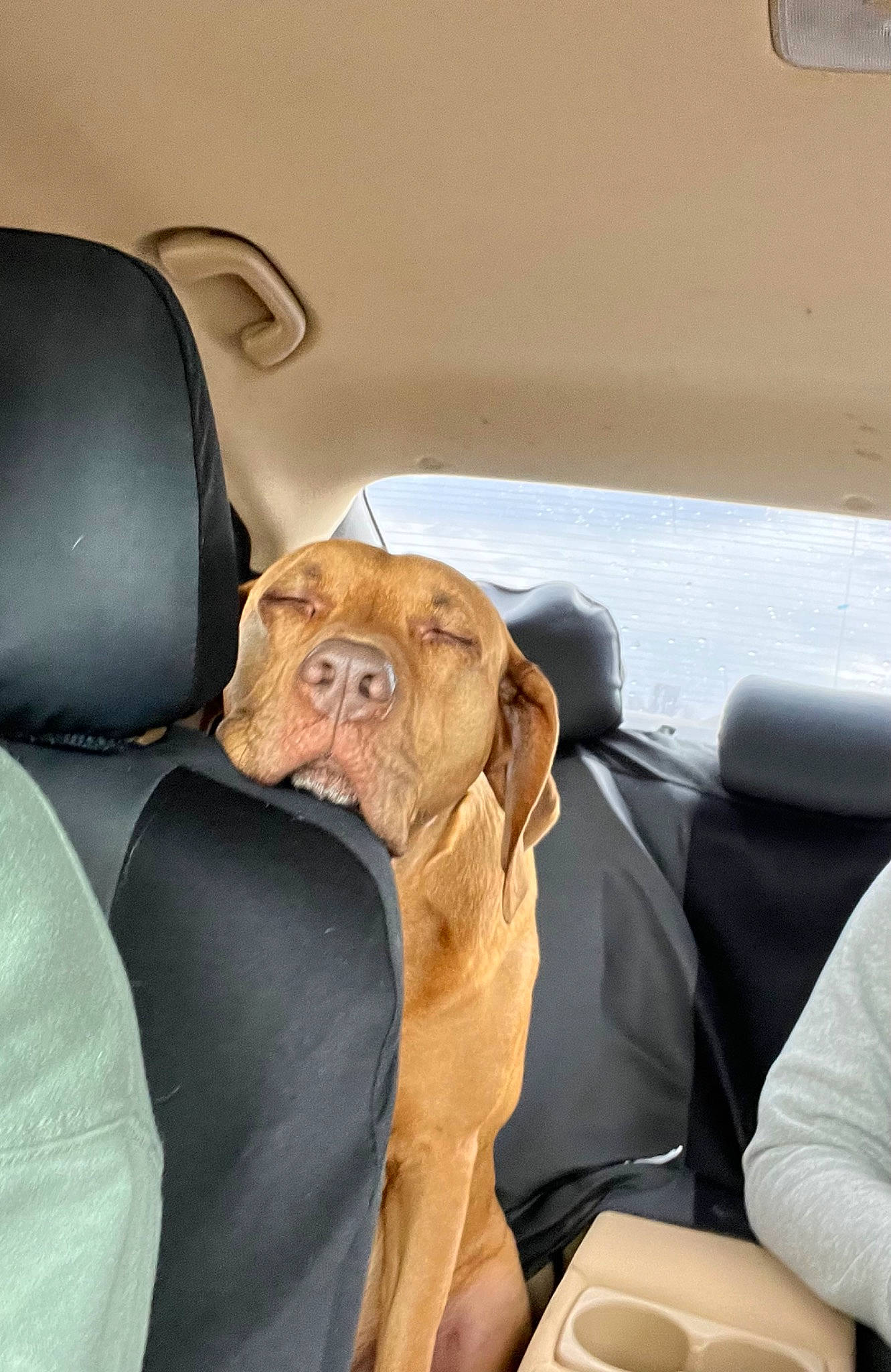 Hennessy joined the competition — help win amazing prizes! auto_part, automotive_design, automotive_exterior, automotive_mirror, automotive_window_part, car, car_seat, car_seat_cover, carnivore, comfort, companion_dog, family_car, head_restraint, motor_vehicle, personal_luxury_car, seat_belt, vehicle, vehicle_door, window, windshield