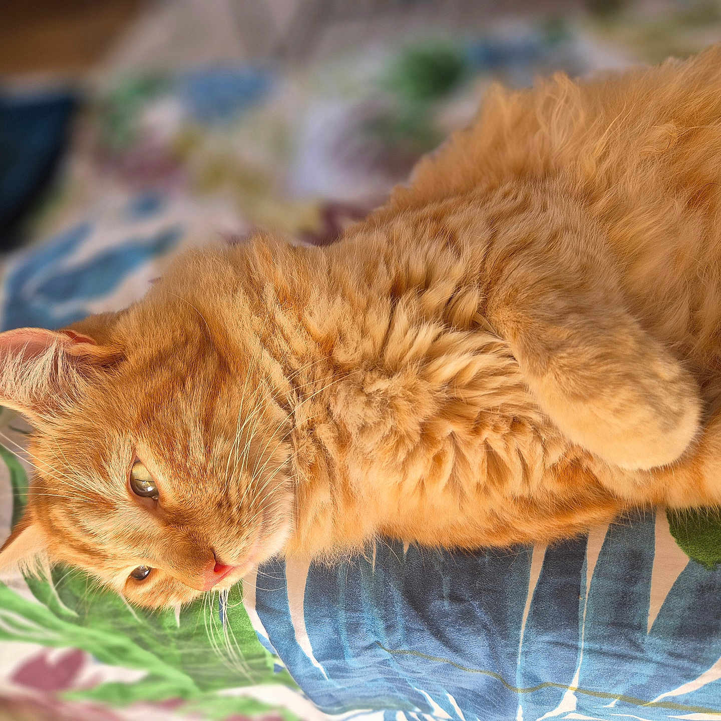 Simba participe au concours pour gagner de l'argent avec cette photo : abyssinian, angora, animal, bodypart, cat, couch, furniture, hardwood, kitten, manx, mouth, person, pet, plywood, siamese, wood