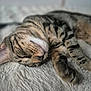 cat, tabby, sleeping, close_up, fur, whiskers, paw, relaxed, cozy, indoor, pet, animal, cute, resting, soft, feline, striped, mammal, bed, blanket