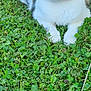 animal, cat, closeup, clover, cute, daylight, domestic, feline, fur, grass, green_eyes, leash, nature, outdoor, pet, portrait, relaxed, resting, tabby, white