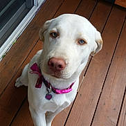 Halo joined the competition — help win amazing prizes! dog, white_dog, blue_eyes, collar, pet, canine, wooden_deck, outdoor, animal, paw, looking_up, curious, domestic_animal, sitting, pink_collar, pet_tag, fur, ears, nose, friendly