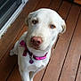dog, white_dog, blue_eyes, collar, pet, canine, wooden_deck, outdoor, animal, paw, looking_up, curious, domestic_animal, sitting, pink_collar, pet_tag, fur, ears, nose, friendly
