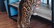 Mz Meeka is registered to the contest to win money with this photo: cat, spotted_cat, indoor, furniture, wooden_floor, television, shelf, plant, curious, standing, pet, animal, living_room, decor, domestic_cat, brown, black_spots, whiskers, ears, tail