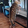 cat, spotted_cat, indoor, furniture, wooden_floor, television, shelf, plant, curious, standing, pet, animal, living_room, decor, domestic_cat, brown, black_spots, whiskers, ears, tail