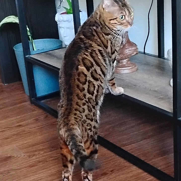Mz Meeka