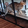 Mz Meeka is registered to the contest to win money with this photo: cat, furniture, wood_floor, shelf, decorative_items, indoor, pet, animal, striped_cat, spotted_cat, television, metal_frame, home_interior, flooring, domestic_cat, curious_cat, standing_cat, brown_cat, living_room, household