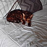 cat, sleeping, bed, quilt, pillow, striped, indoor, cozy, resting, fur, pet, domestic_animal, animal, feline, patterned, brown, comfortable, relaxed, quiet, home