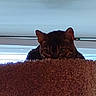 Mz Meeka is registered to the contest to win money with this photo: cat, feline, pet, animal, indoor, perch, fuzzy, curious, ears, eyes, window, shade, brown, tabby, resting, looking, quiet, cozy, home, sill