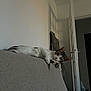 animal, blanket, cat, couch, cozy, curious, domestic, door, floor, furniture, home, indoor, looking, paw, pet, relaxed, resting, shadow, tabby, white_wall
