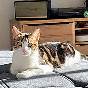 Minka participe au concours pour gagner de l'argent avec cette photo : animal, cat, cozy, cute, flower_vase, furniture, gray, home_interior, indoor, lounging, marshall, ottoman, pet, red_roses, relaxed, speaker, sunlight, tabby, white, wooden_cabinet