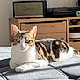 Minka participe au concours pour gagner de l'argent avec cette photo : cat, tabby, white, lounging, ottoman, gray, sunlight, flower_vase, red_roses, wooden_cabinet, speaker, marshall, home_interior, cozy, furniture, pet, relaxed, indoor, cute, animal