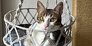 Minka participe au concours pour gagner de l'argent avec cette photo : cat, tabby, white, green_eyes, macrame, hanging_chair, rope, cushion, indoor, pet, relaxed, feline, closeup, decor, home, cozy, cute, animal, resting, portrait